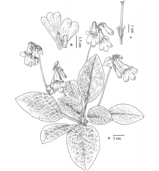 The newest published taxa of Gesneriaceae form China before 31 December 2015 (20)