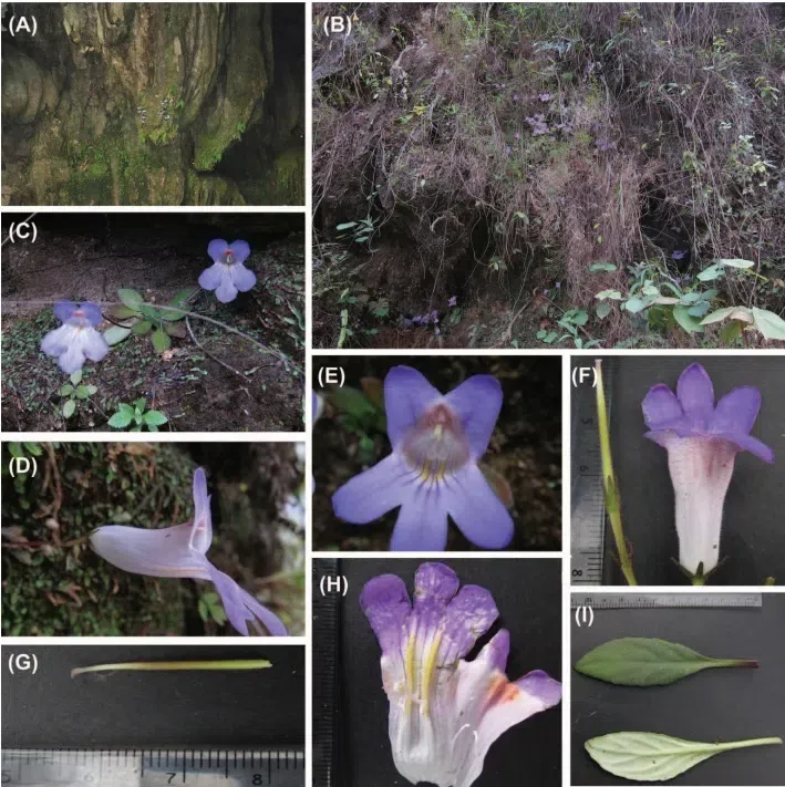 The newest published taxa of Gesneriaceae form China before 31 December 2015 (12)