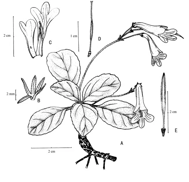 The newest published taxa of Gesneriaceae form China before 31 December 2015 (2)