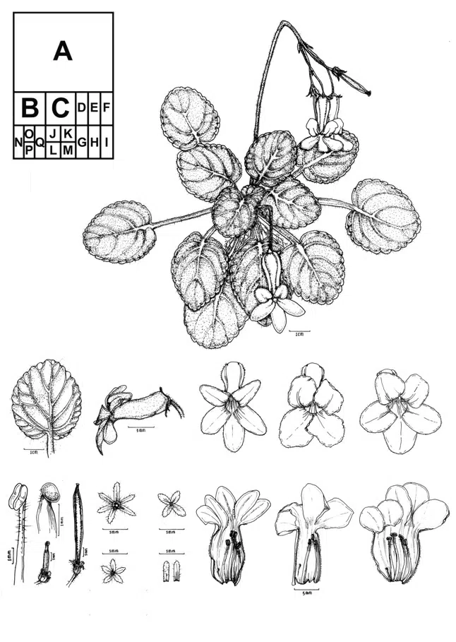 The newest published taxa of Gesneriaceae form China before 31 December 2015 (3)