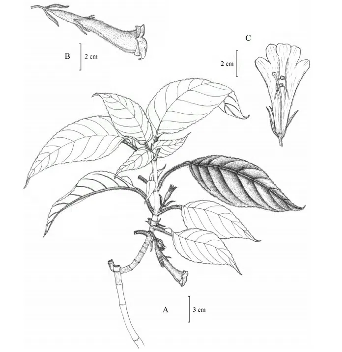 The newest published taxa of Gesneriaceae form China before 31 December 2015 (18)