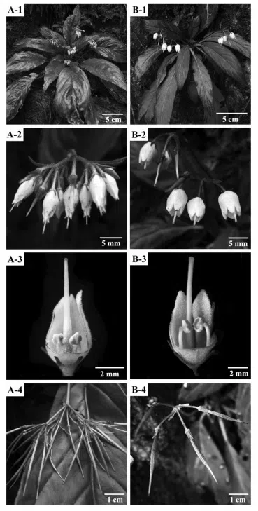 The newest published taxa of Gesneriaceae form China before 31 December 2015 (4)