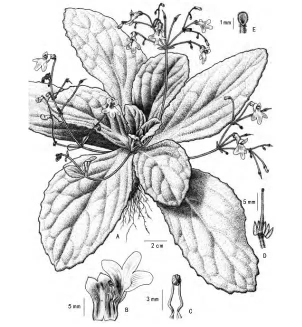 The newest published taxa of Gesneriaceae form China before 31 December 2015 (21)