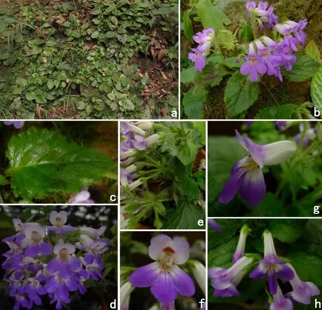 The newest published taxa of Gesneriaceae form China before 31 December 2015 (14)