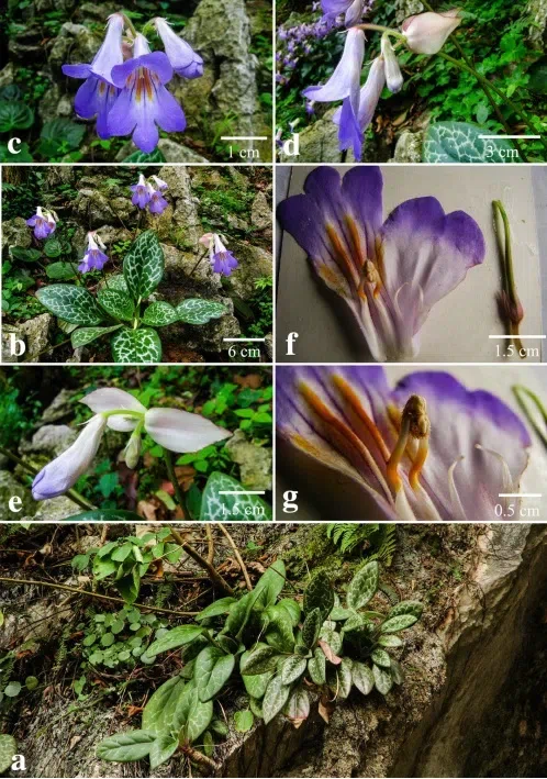 The newest published taxa of Gesneriaceae form China before 31 December 2015 (20)