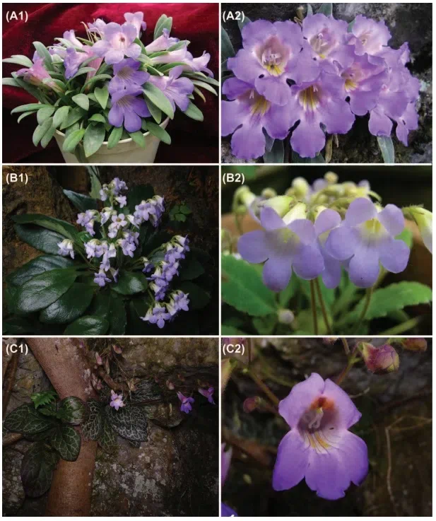 The newest published taxa of Gesneriaceae form China before 31 December 2015 (12)