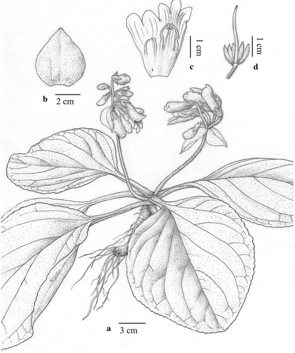 The newest published taxa of Gesneriaceae form China before 31 December 2015 (20)