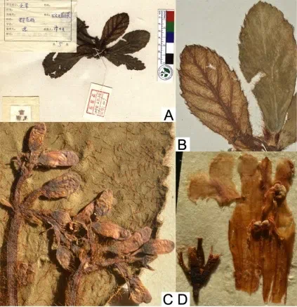 The newest published taxa of Gesneriaceae form China before 31 December 2015 (9)