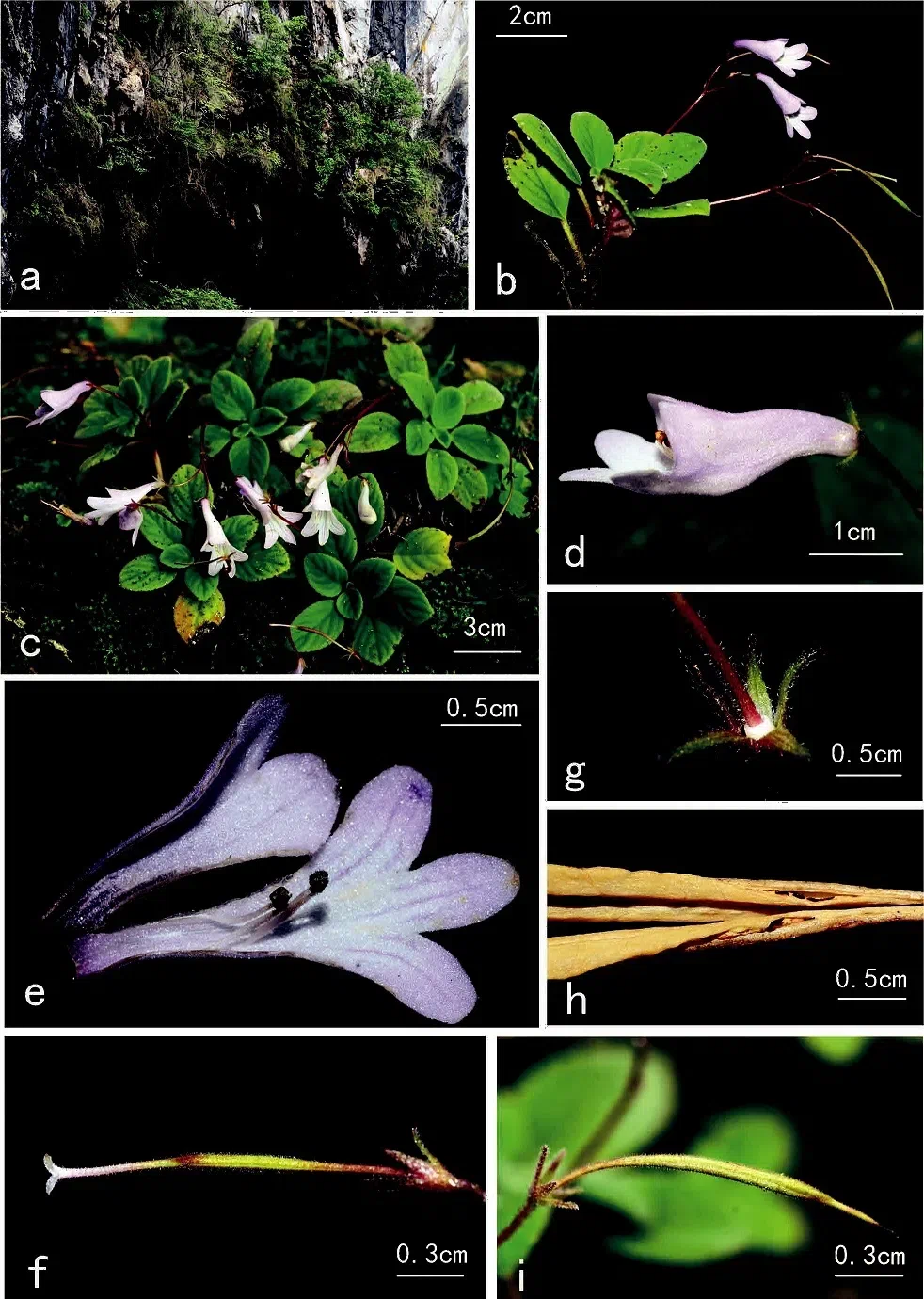 The newest published taxa of Gesneriaceae form China before 31 December 2015 (2)