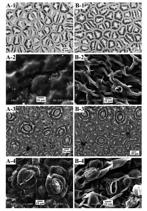 The newest published taxa of Gesneriaceae form China before 31 December 2015 (4)