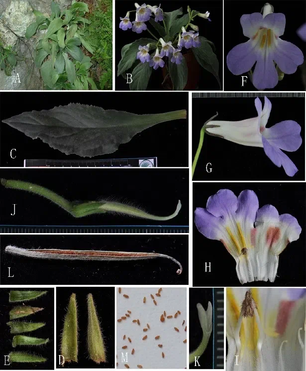 The newest published taxa of Gesneriaceae form China before 31 December 2015 (5)