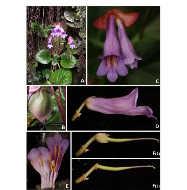 The newest published taxa of Gesneriaceae form China before 31 December 2015 (6)