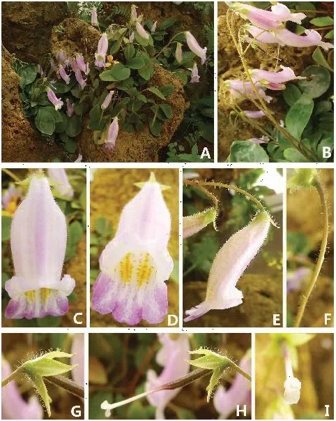 The newest published taxa of Gesneriaceae form China before 31 December 2015 (10)