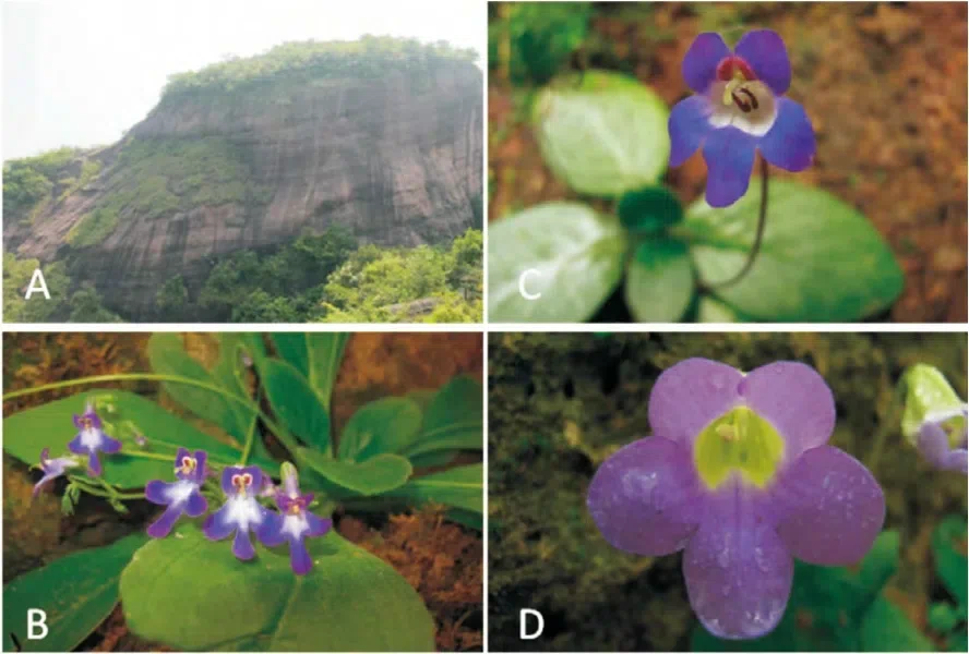 The newest published taxa of Gesneriaceae form China before 31 December 2015 (21)