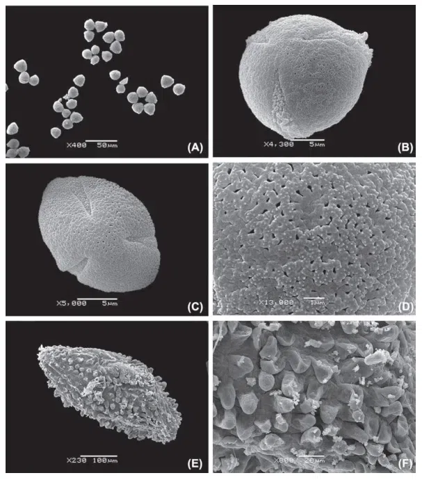 The newest published taxa of Gesneriaceae form China before 31 December 2015 (13)