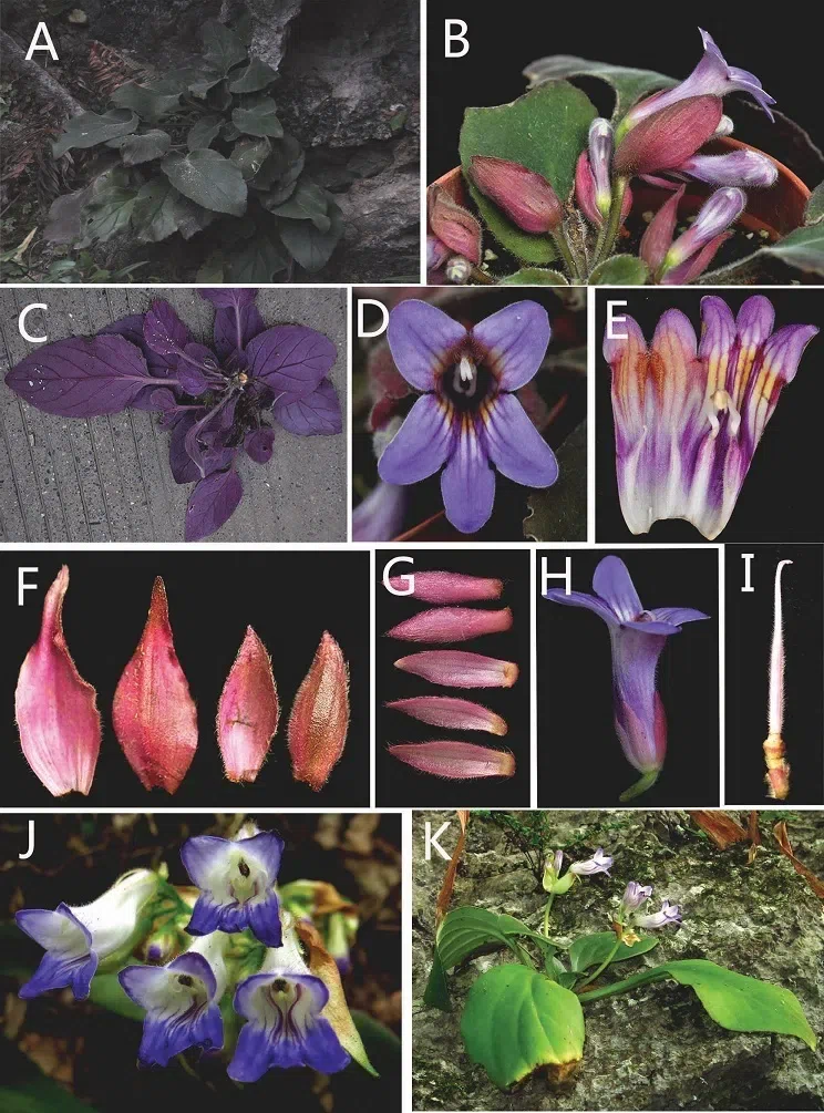 The newest published taxa of Gesneriaceae form China before 31 December 2015 (22)