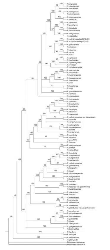 The newest published taxa of Gesneriaceae form China before 31 December 2015 (22)