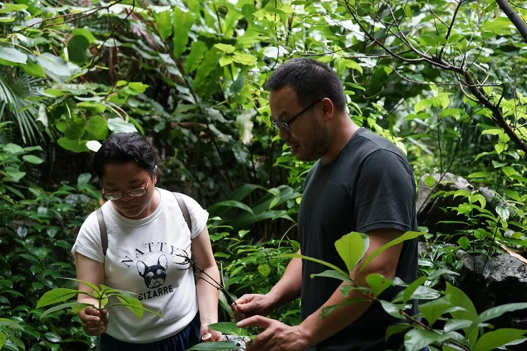 The Deputy Director of Flower Research Institute of Guangxi Academy of Agricultural Science (FRI-GAAS), Zhang Zi-Bin, led a group to visit GCCC and Guilin Botanical Garden