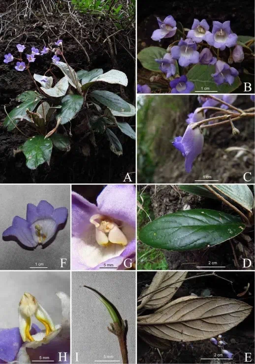 The newest published taxa of Gesneriaceae form China before 31 December 2016 (1)