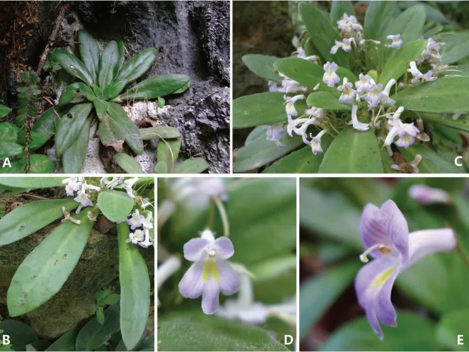 The newest published taxa of Gesneriaceae form China before 31 December 2016 (2)