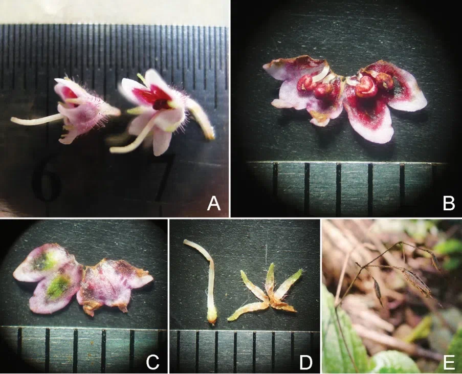 The newest published taxa of Gesneriaceae form China before 31 December 2016 (3)