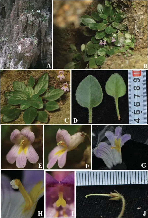 The newest published taxa of Gesneriaceae form China before 31 December 2016 (2)