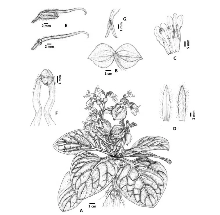 The newest published taxa of Gesneriaceae form China before 31 December 2016 (5)