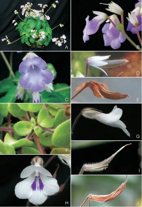 The newest published taxa of Gesneriaceae form China before 31 December 2016 (4)