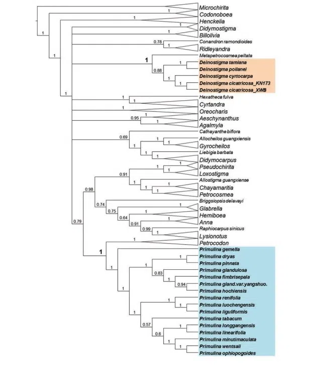 The newest published taxa of Gesneriaceae form China before 31 December 2016 (4)