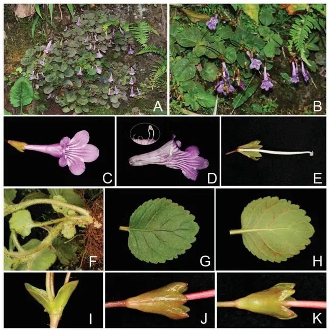 The newest published taxa of Gesneriaceae form China before 31 December 2016 (6)