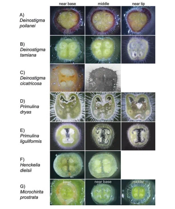 The newest published taxa of Gesneriaceae form China before 31 December 2016 (4)