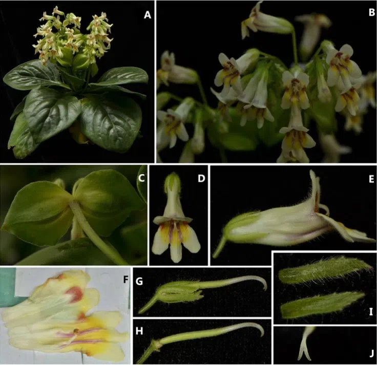 The newest published taxa of Gesneriaceae form China before 31 December 2016 (5)