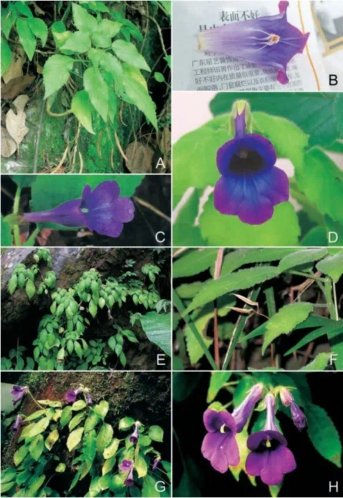 The newest published taxa of Gesneriaceae form China before 31 December 2016 (4)