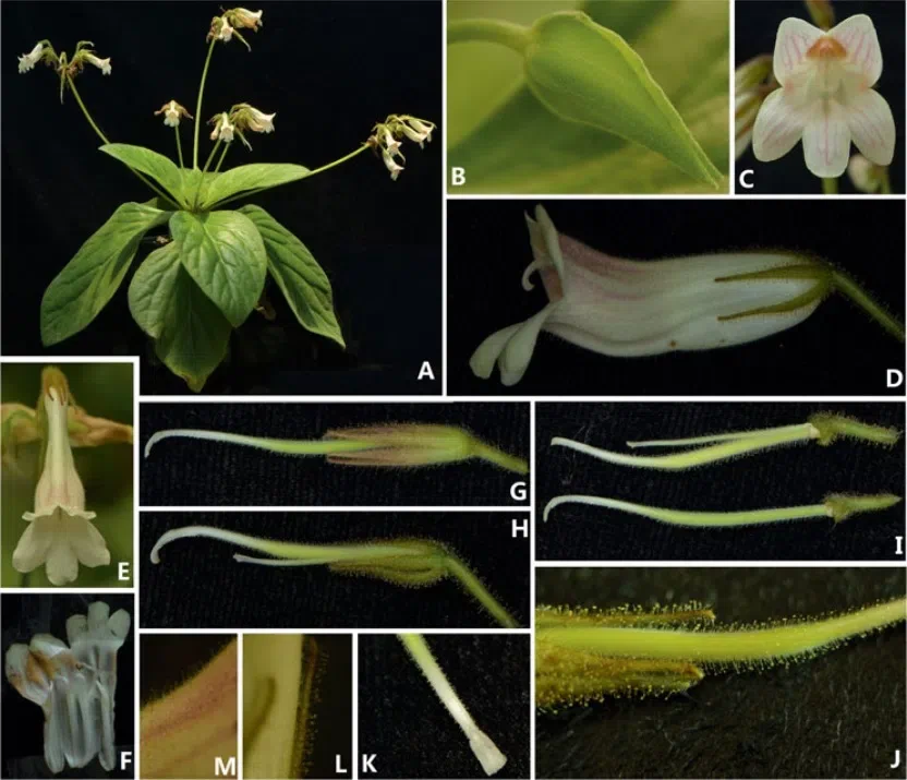 The newest published taxa of Gesneriaceae form China before 31 December 2016 (5)