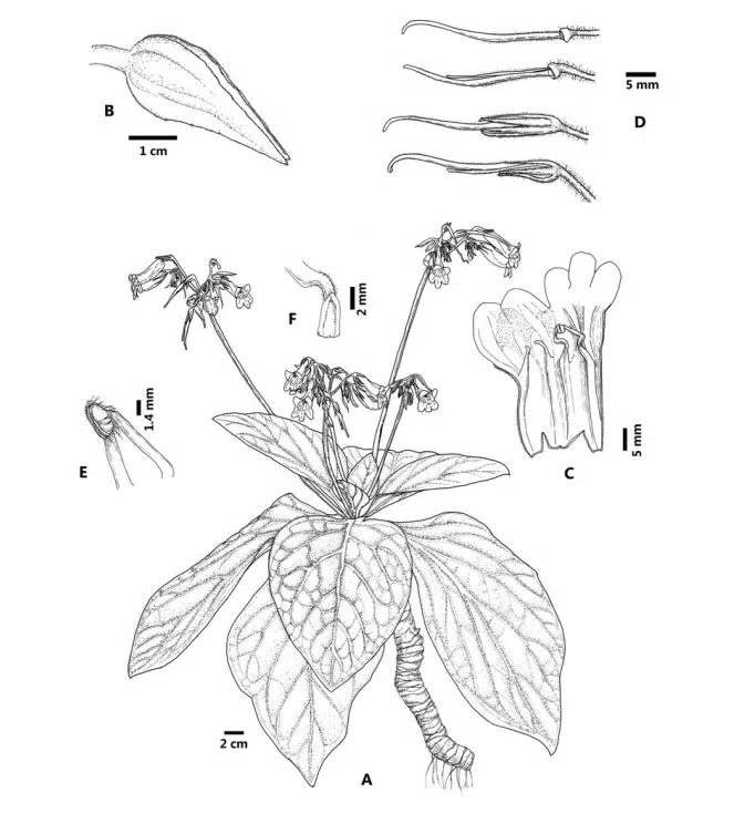 The newest published taxa of Gesneriaceae form China before 31 December 2016 (5)