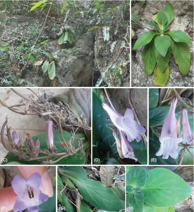 The newest published taxa of Gesneriaceae form China before 31 December 2016 (8)