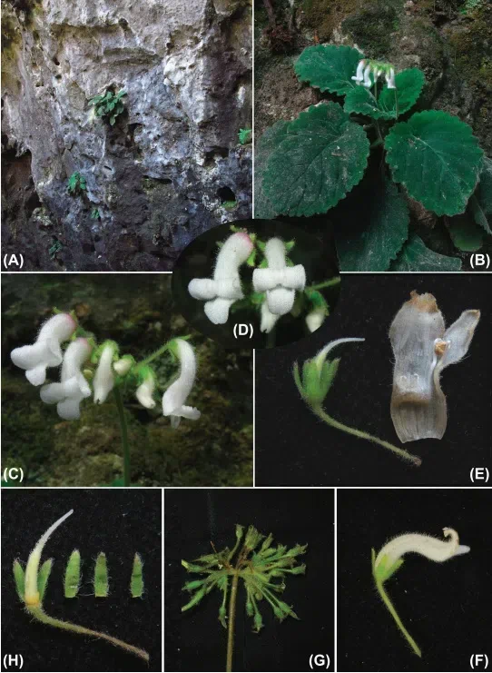 The newest published taxa of Gesneriaceae form China before 31 December 2016 (10)