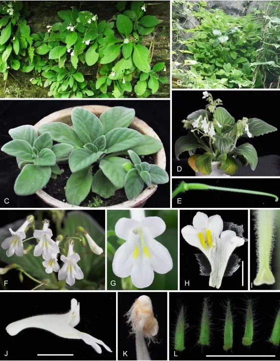 The newest published taxa of Gesneriaceae form China before 31 December 2016 (16)