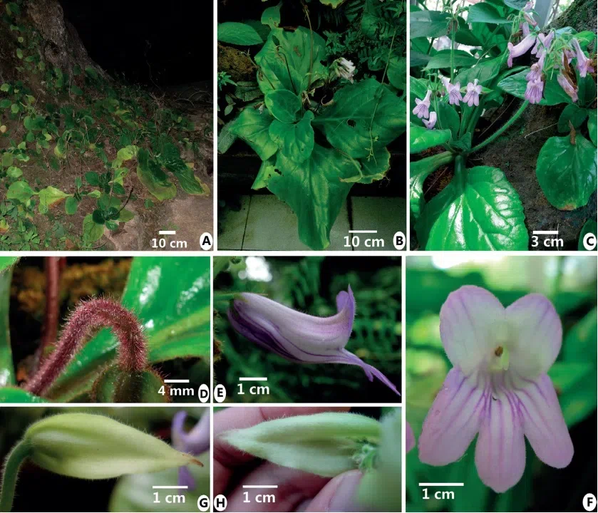 The newest published taxa of Gesneriaceae form China before 31 December 2016 (18)