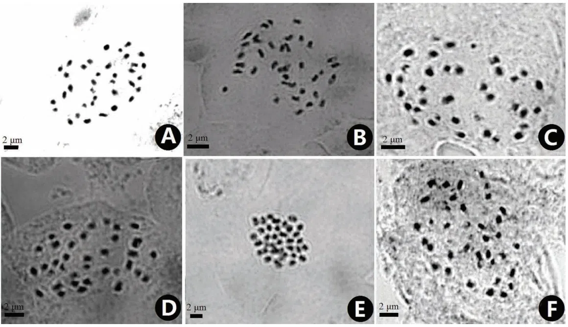 The newest published taxa of Gesneriaceae form China before 31 December 2016 (12)