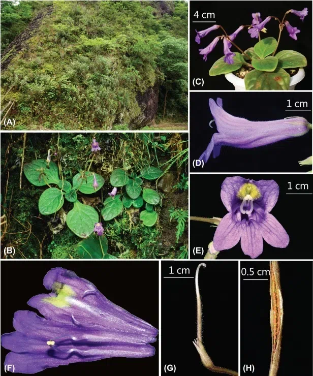 The newest published taxa of Gesneriaceae form China before 31 December 2016 (9)