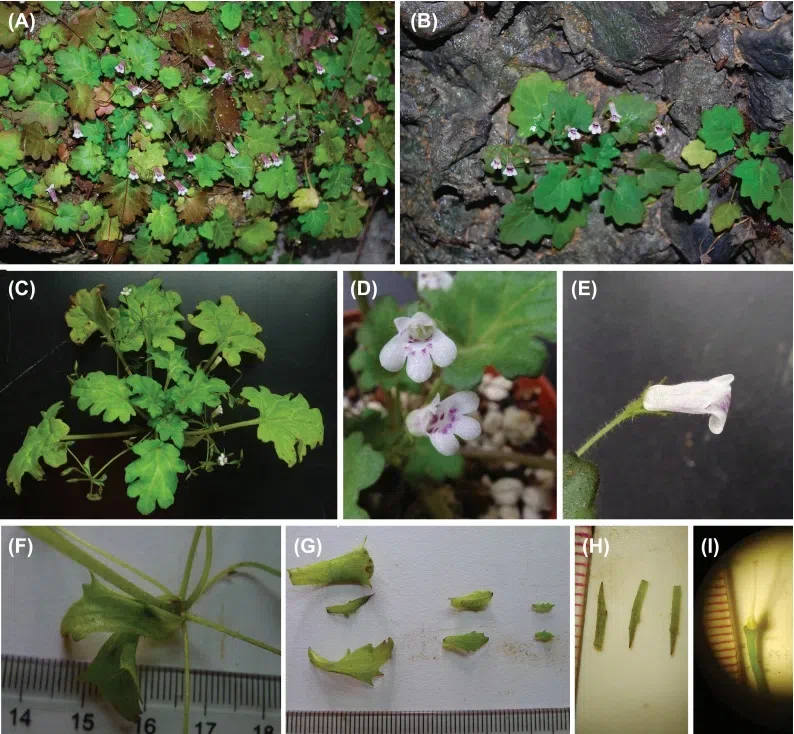 The newest published taxa of Gesneriaceae form China before 31 December 2016 (20)