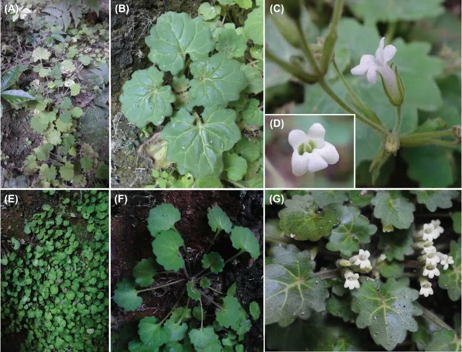 The newest published taxa of Gesneriaceae form China before 31 December 2016 (20)