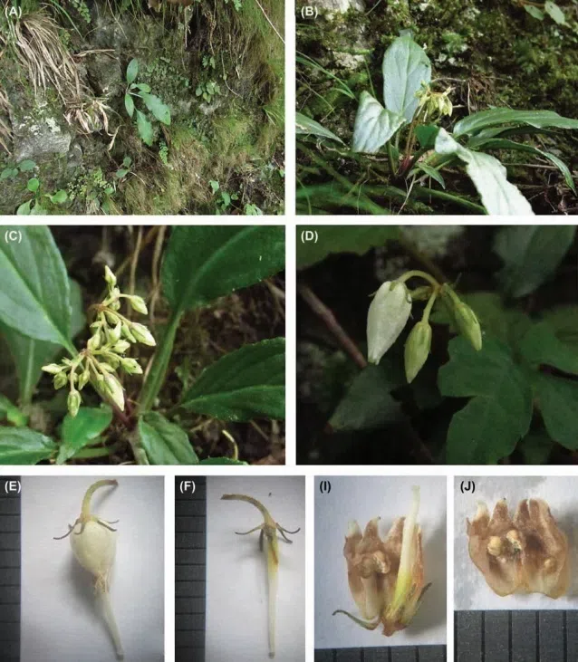 The newest published taxa of Gesneriaceae form China before 31 December 2017(5)