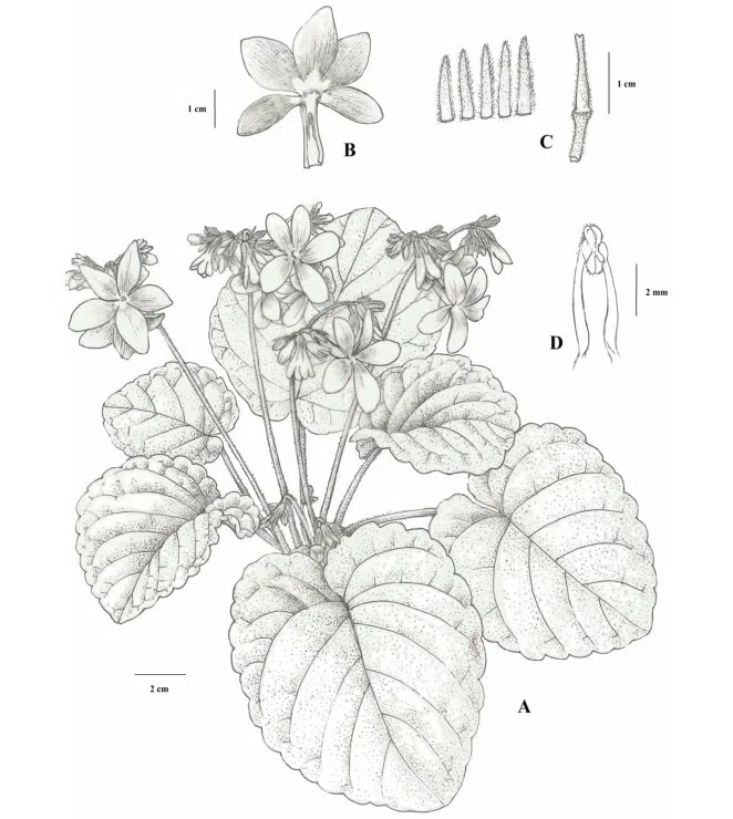 The newest published taxa of Gesneriaceae form China before 31 December 2017 (1)