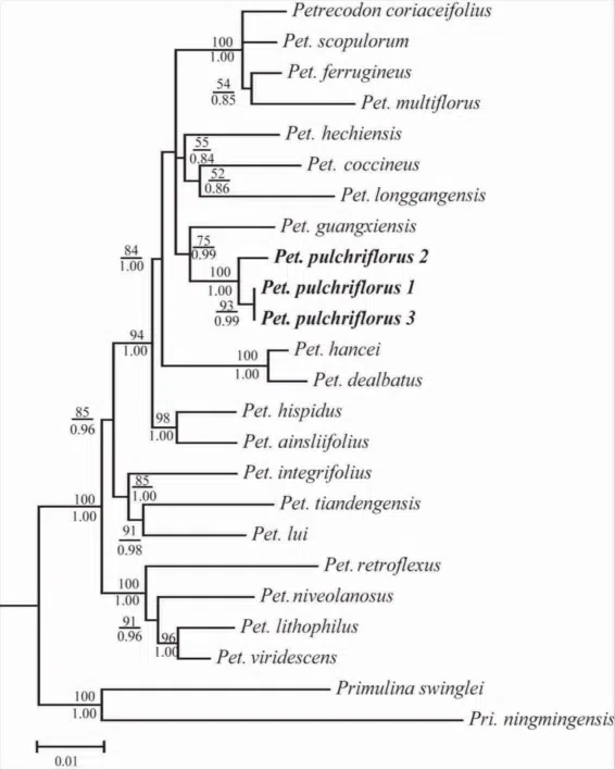 The newest published taxa of Gesneriaceae form China before 31 December 2017 (1)