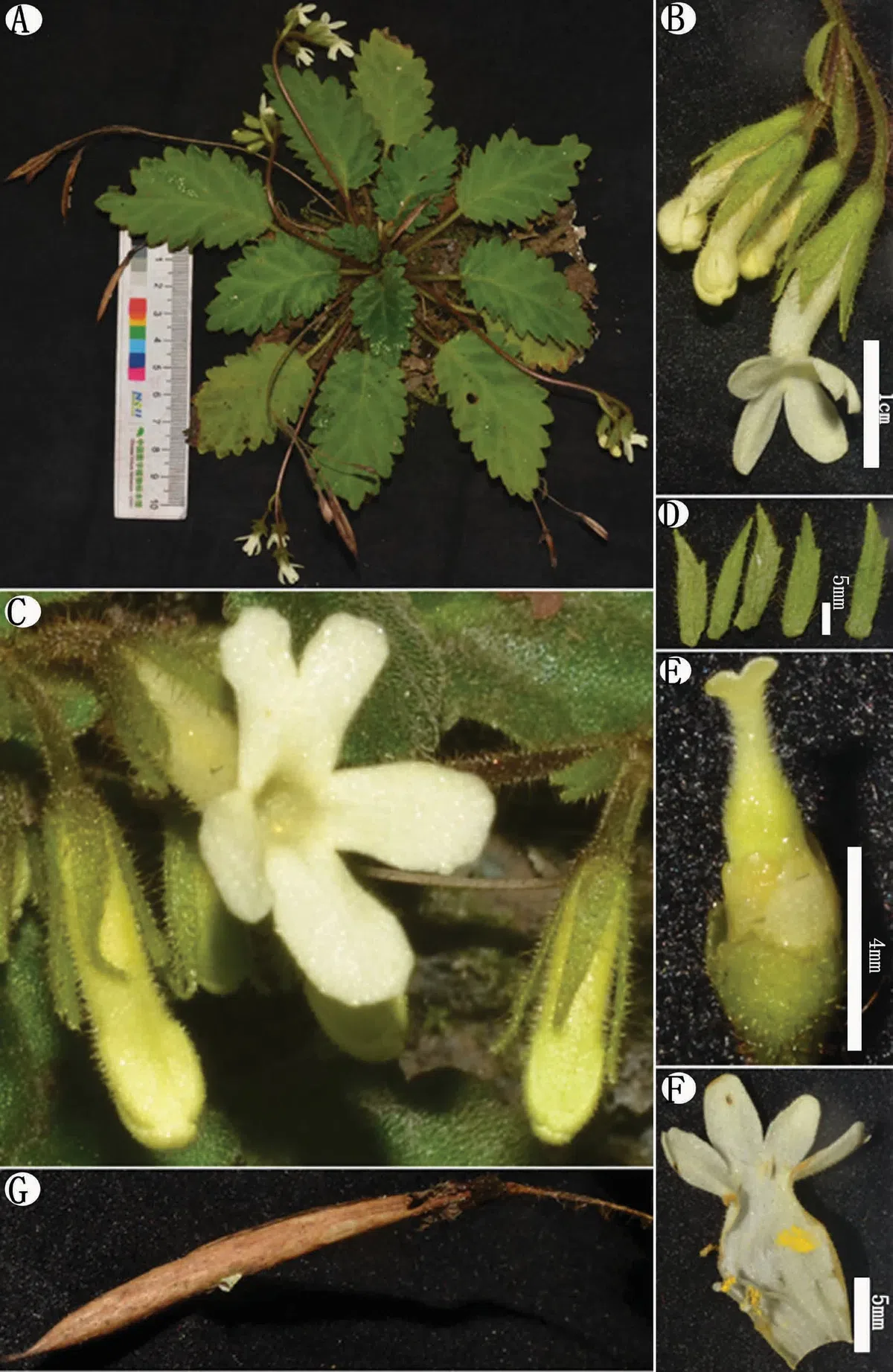 The newest published taxa of Gesneriaceae form China before 31 December 2017 (9)