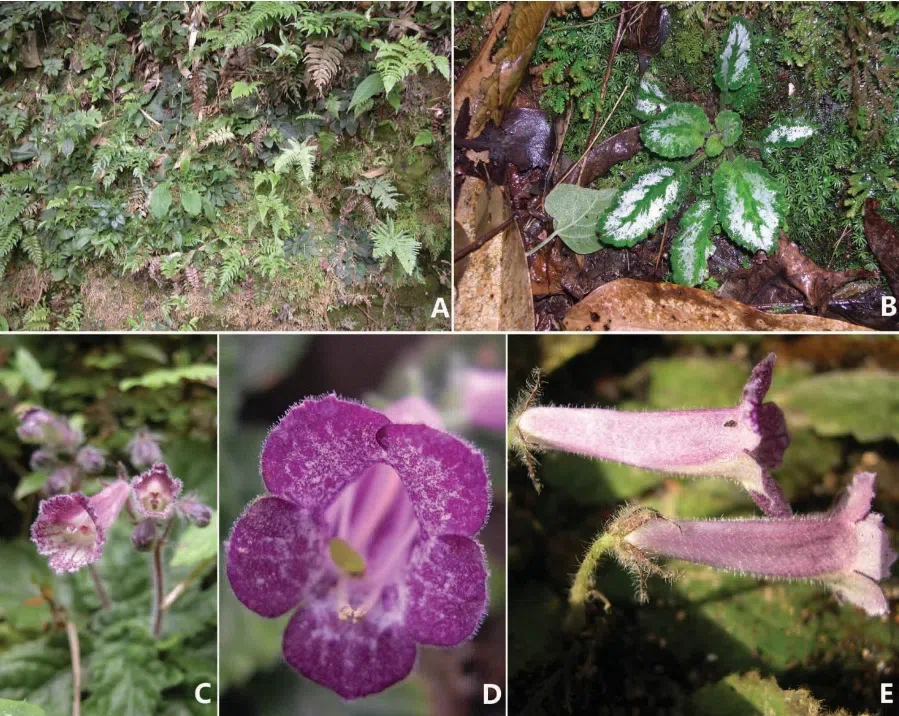 The newest published taxa of Gesneriaceae form China before 31 December 2017 (7)