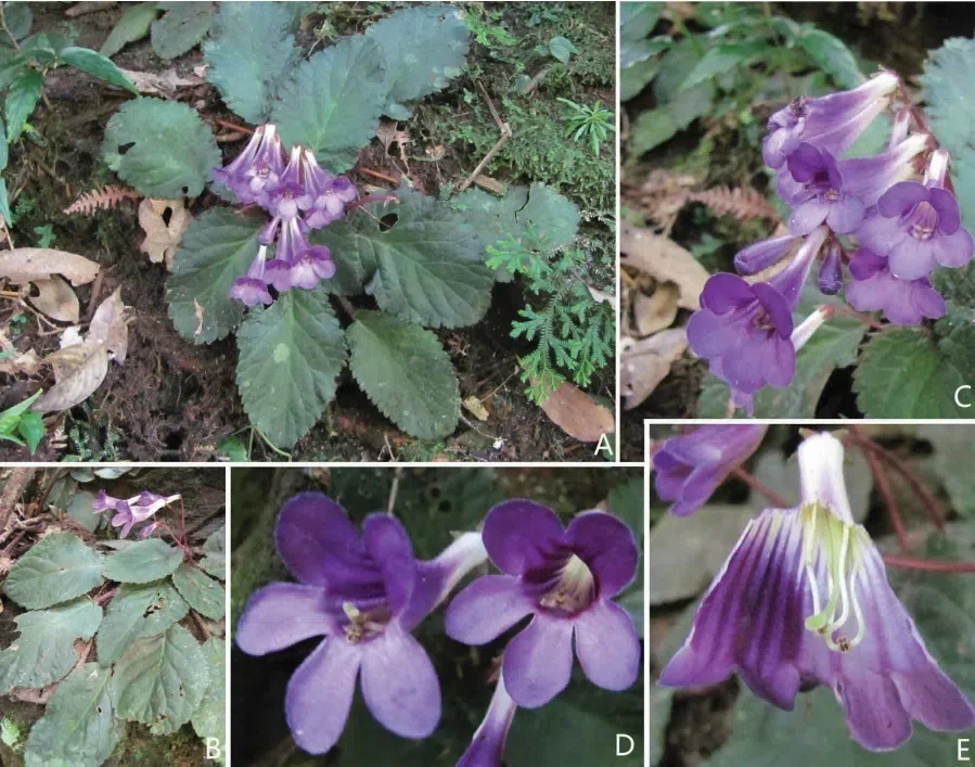 The newest published taxa of Gesneriaceae form China before 31 December 2017 (7)