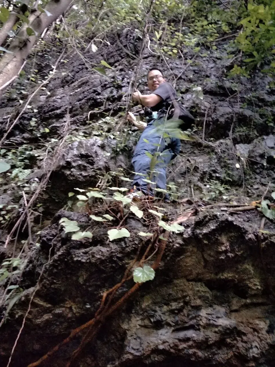 Big Surprise! Primulinacardaminifolia, an extremely endemic species of Primulina was rediscovered today!